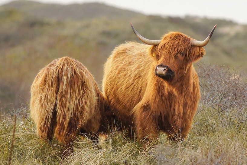 Wildlife schotse hooglander van Dirk van Egmond