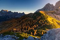 Berglandschap "Lariksen in het Herfstlicht" van Coen Weesjes thumbnail