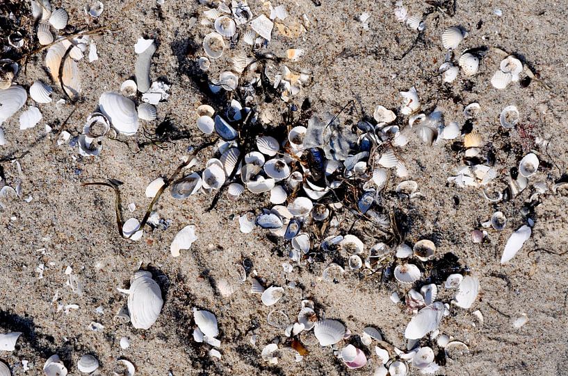 Muscheln und Seetang von GH Foto & Artdesign