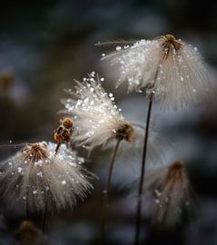 The new dress by Shenshen Dou