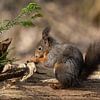 Eichhörnchen beim Fressen im Wald. von Janny Beimers