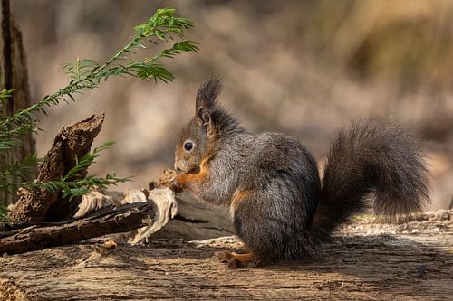 Eekhoorn aan het eten in het bos.