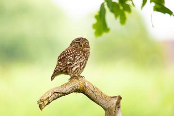 Little owl (Athene noctua) by Gert Hilbink