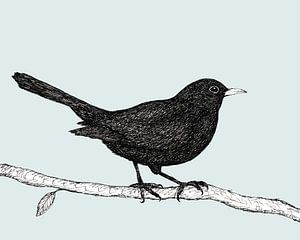 Federzeichnung einer Amsel