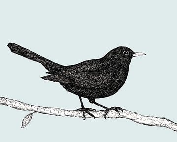 Blackbird pen drawing by Bianca Wisseloo