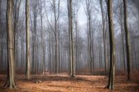 Het Bos