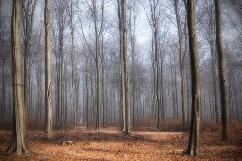 Het Bos