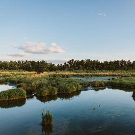 Dutch landscape | Biesbosch by Sarina Dekker