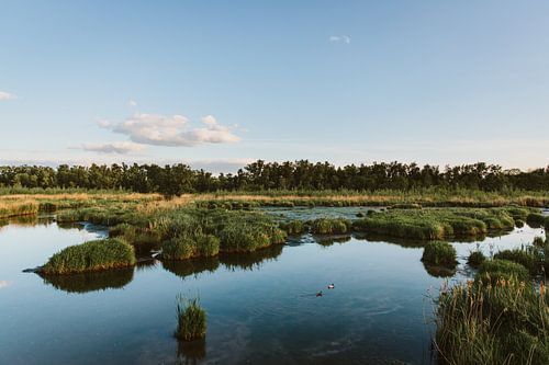 Dutch landscape | Biesbosch