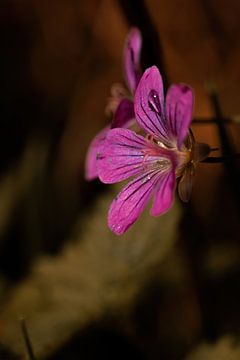 Une fleur sur Pixel4ormer