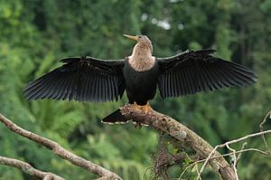 Anhinga anhinga