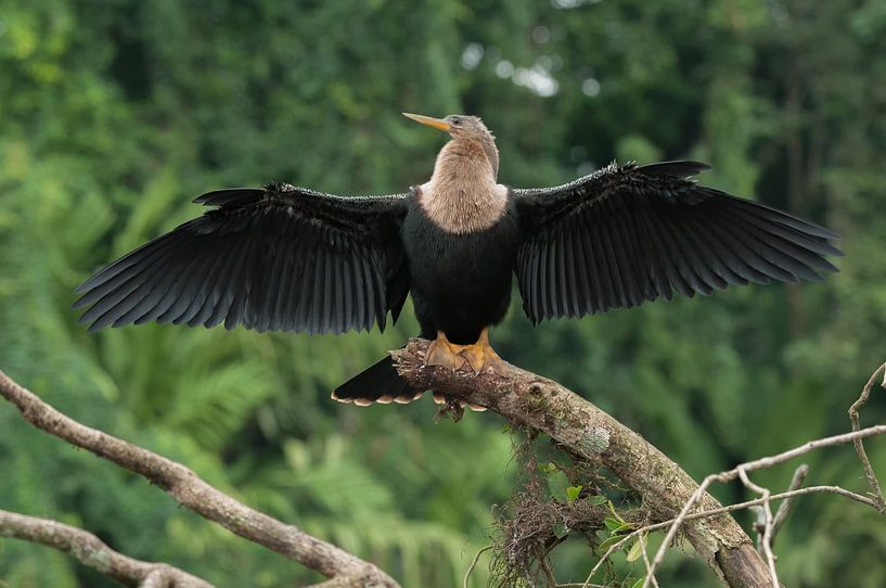 Anhinga anhinga von Maarten Verhees