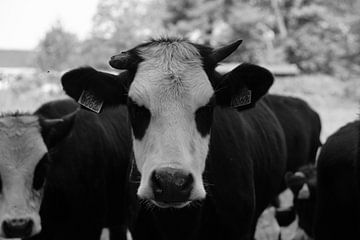 Koeien van CKtopfotografie
