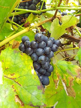 Druiven by Pascal Middel