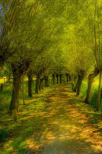 Wandelen tussen wilgen
