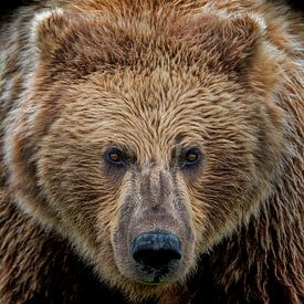 Oog in oog met een Grizzly beer van Michael Kuijl
