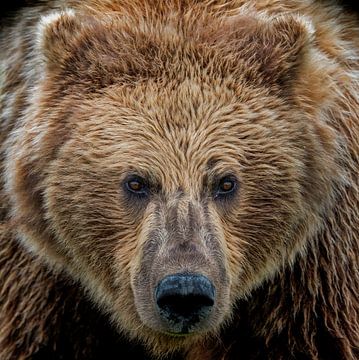 An Eyebaling  Alaskan Coastal Brown Bear by Michael Kuijl