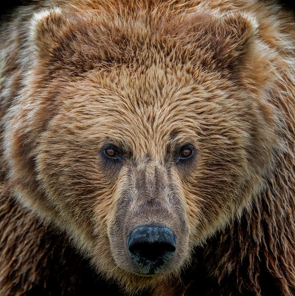 Auge in Auge mit einem Grizzly zu Angesicht von Michael Kuijl