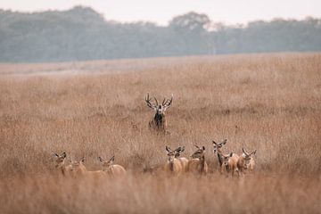 Red deer tries to impress hinds by burling by Patrick van Os