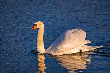 Where the light kisses the feathers by Photoart-Naegele