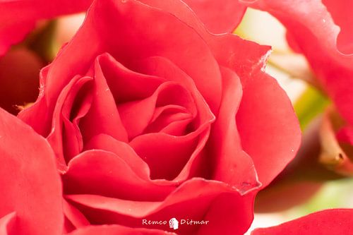 Eternal Love Captured: Beautiful Macro Photo of a Red Rose