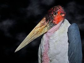 The African marabou by Maickel Dedeken