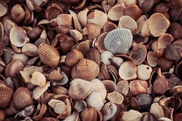 Shells by Nancy van Verseveld