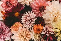 Dahlien