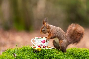 Squirrel by Rob Kempers