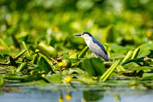Ein Nachtreiher in den Sümpfen des Donaudeltas