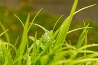 Glinsterende waterdruppels