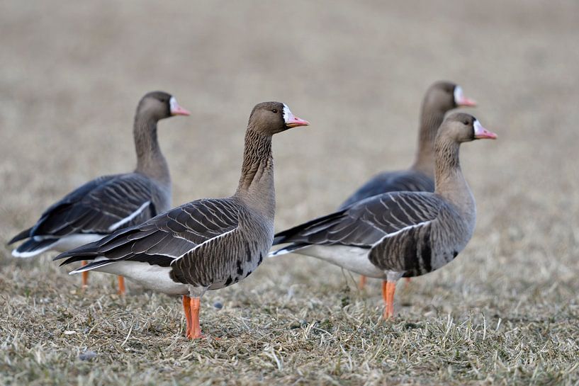 Blaessgaense ( Anser albifrons ), kleiner Trupp, arktische Wildgänse stehen auf einem Feld am Nieder par wunderbare Erde