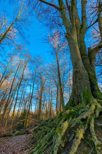 une racine puissante