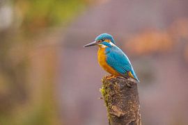 Le martin-pêcheur sous la pluie