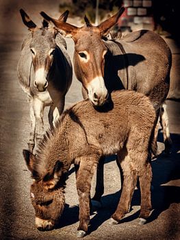 Wilde ezel familie op weg in Oatman Arizona Route 66 USA