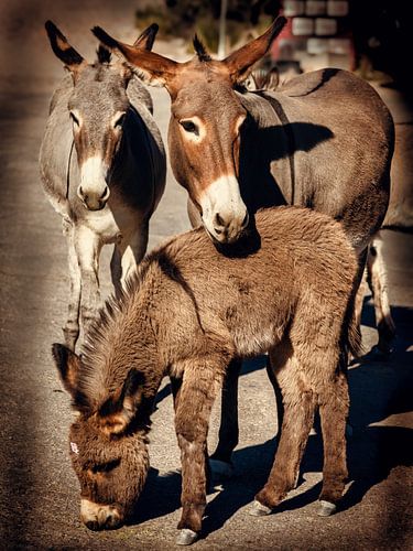 Wild donkey family on road in Oatman Arizona Route 66 USA