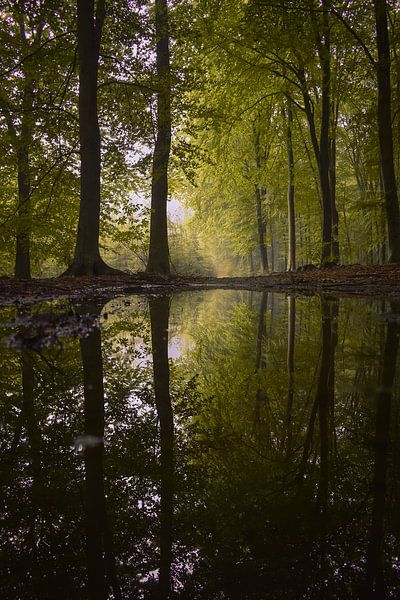 Reflection. by PEEQ.