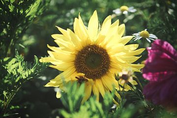 Zonnebloem individueel afgebeeld op een zonnebloemveld van Martin Köbsch
