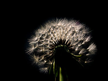 Pluizenbol paardenbloem