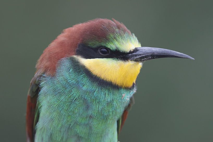 Europäischer Bienenfresser (Merops apiaster) von Ronald Pol