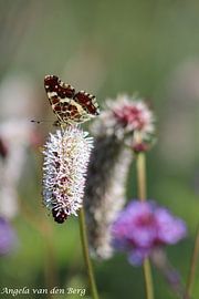 Vlinder van Angela van den Berg