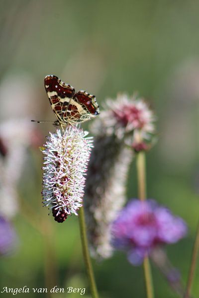 Butterfly by Angela van den Berg