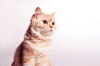 Katten portret