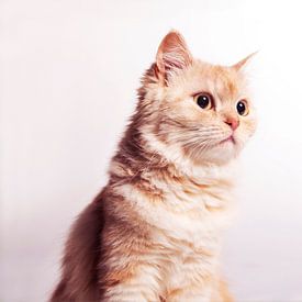 Cat Portrait von Maxime Jaarsveld