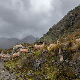Waiting your turn in the Cajas fog by Lex van Doorn