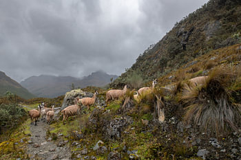 Attendre son tour dans le brouillard de Cajas