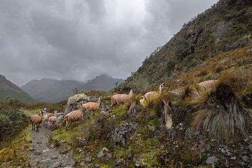 Wachten op je beurt in de mist van Cajas van Lex van Doorn