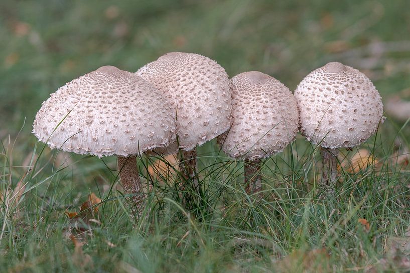 Vier große Schirmpilze im Gras (Focus Stacking) von Jolanda Aalbers
