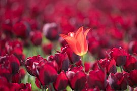 orangefarbene Tulpe von Hilda booy