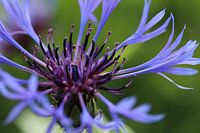 Blauwe korenbloem